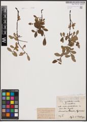 Foto von Salix aurita L. x Salix myrtilloides L.